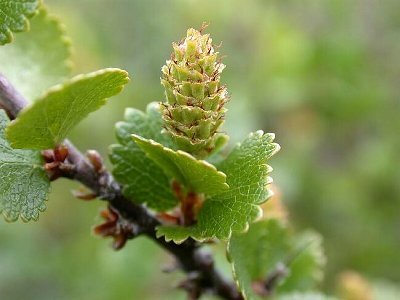 Betula nana (Beržas keružinis)