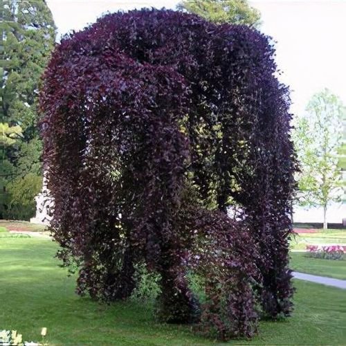 Fagus sylvatica ‘Purpurea Pendula‘ (Bukas paprastasis)