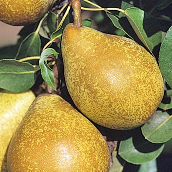 Pyrus communis 'General Leclerc' (Kriaušė paprastoji)