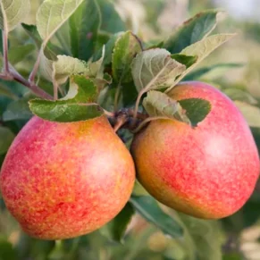 Malus domestica ‘Kordona’ (Obelis naminė)