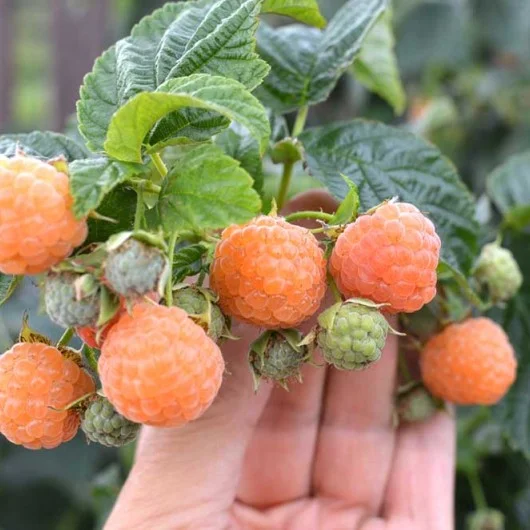 Rubus idaeus 'Poranna Rosa' (Avietė paprastoji)