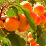 Prunus armeniaca ‘Medumi’ (Abrikosas)