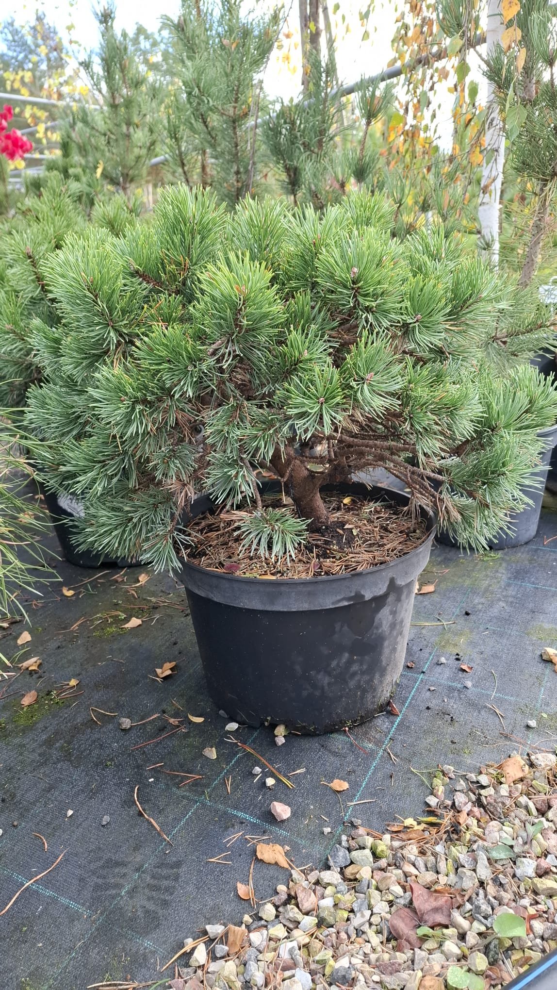 Pinus mugo ‘Gnom‘ (Pušis kalninė)