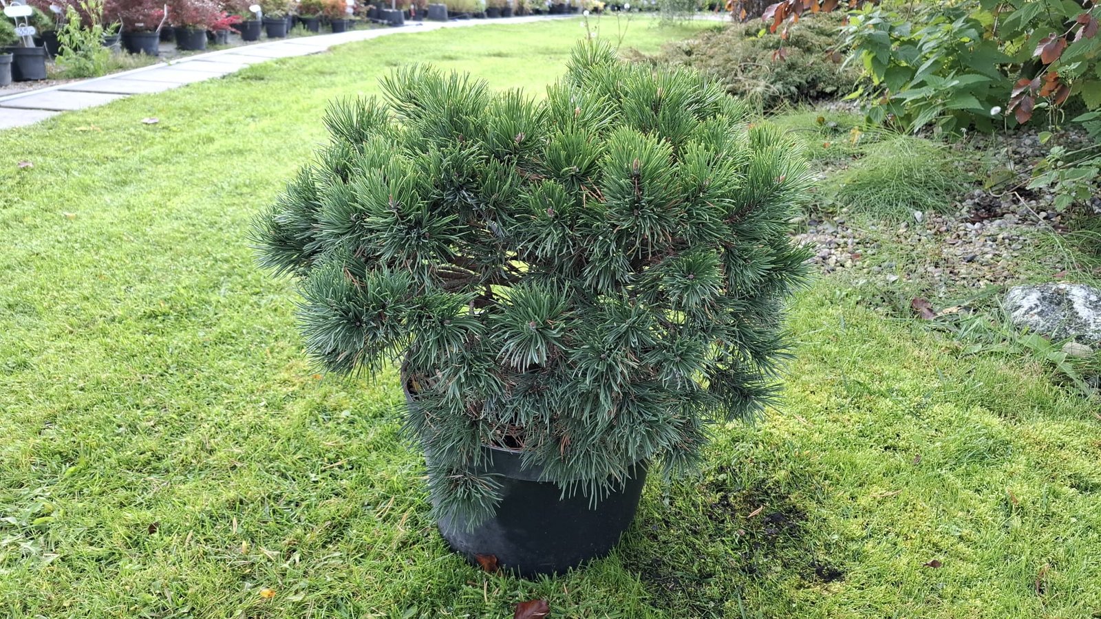 Pinus mugo ‘Gnom‘ (Pušis kalninė)