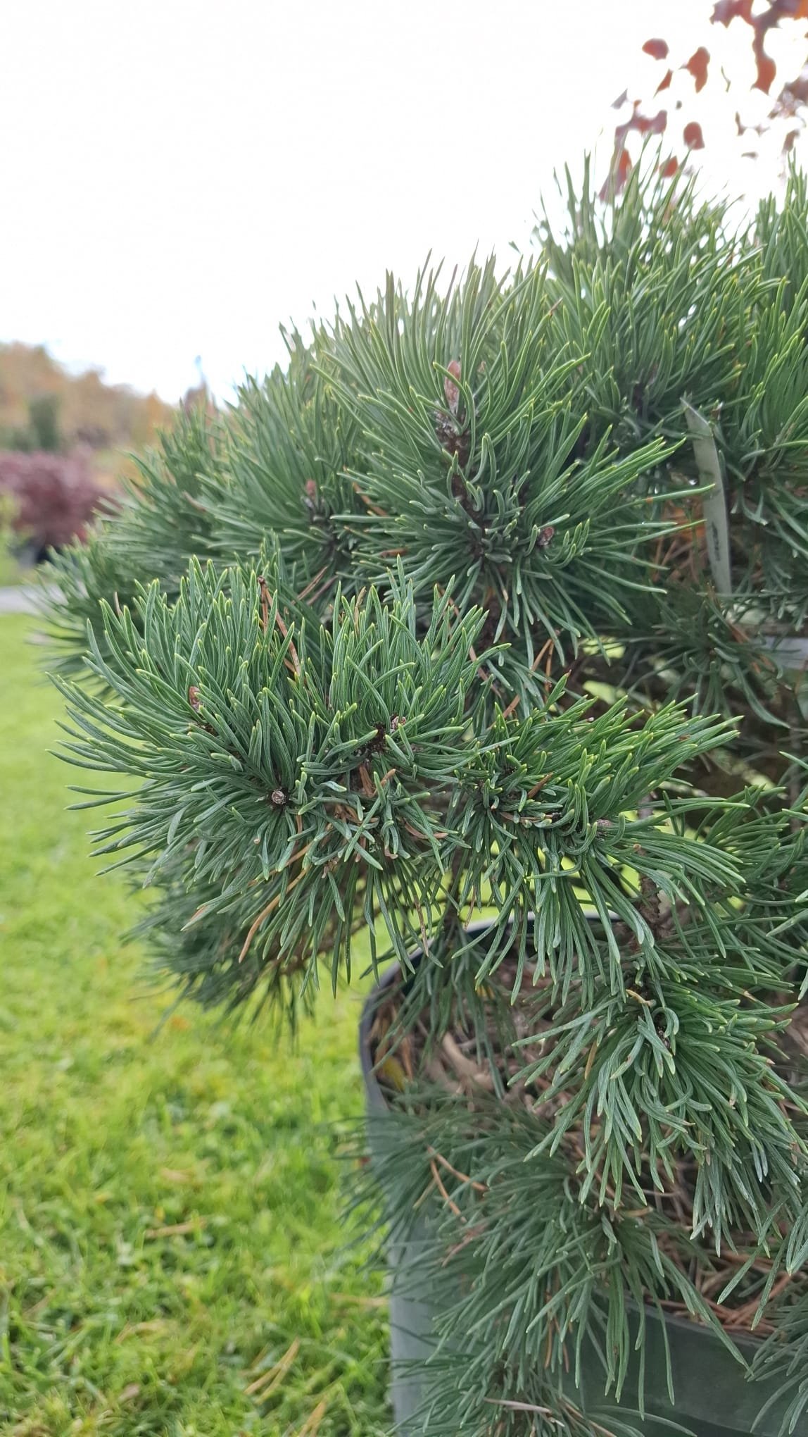 Pinus mugo ‘Gnom‘ (Pušis kalninė)