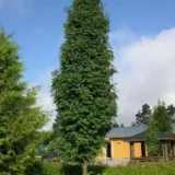 Sorbus aucuparia ‘Fastigiata‘ (Šermukšnis paprastasis)