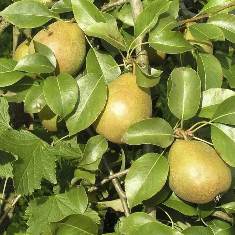 Pyrus communis ‘Beloruskaja Ponziaja‘ (Kriaušė paprastoji)