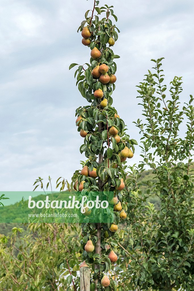 Pyrus communis 'Decora' (Kriaušė paprastoji)