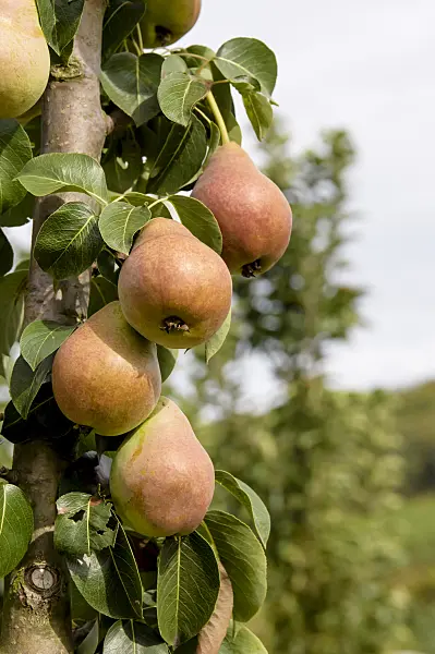 Pyrus communis 'Decora' (Kriaušė paprastoji)