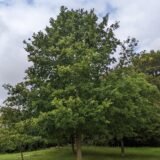 Quercus robur  (Ąžuolas paprastasis)