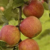 Malus domestica ‘Rajka’ (Obelis naminė)