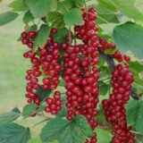 Ribes rubrum ‘Jonkheer Van Tets‘ (Serbentas raudonasis)