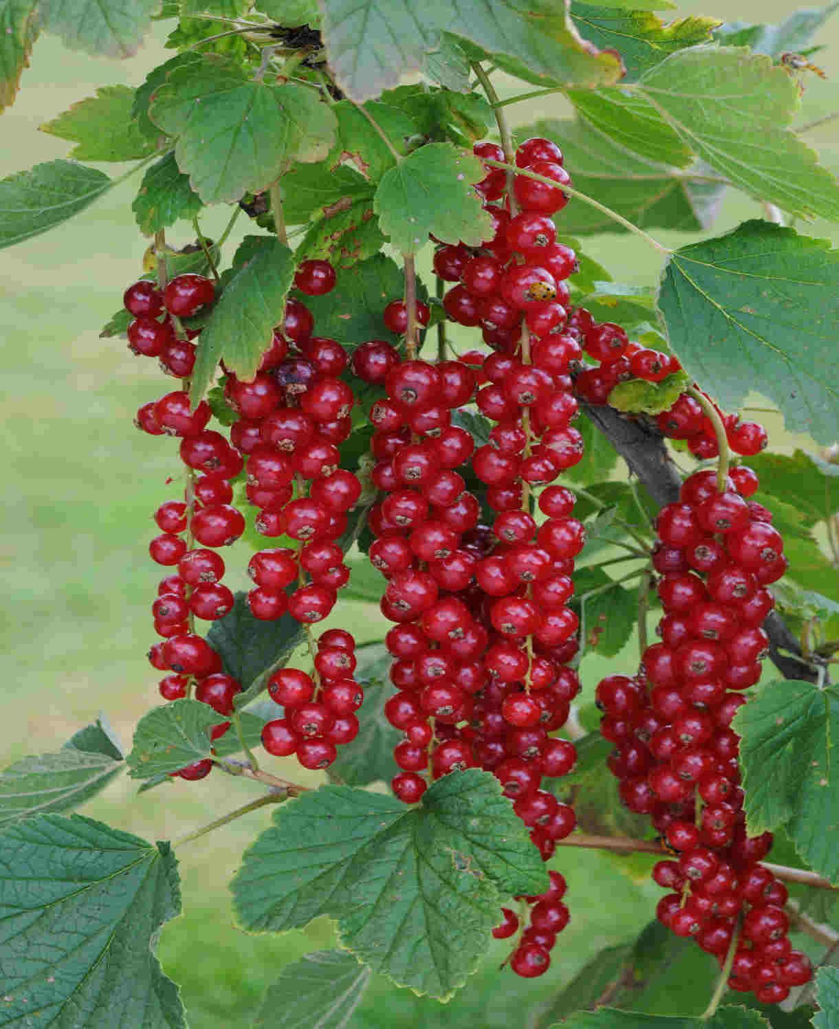 Ribes rubrum ‘Jonkheer Van Tets‘ (Serbentas raudonasis)