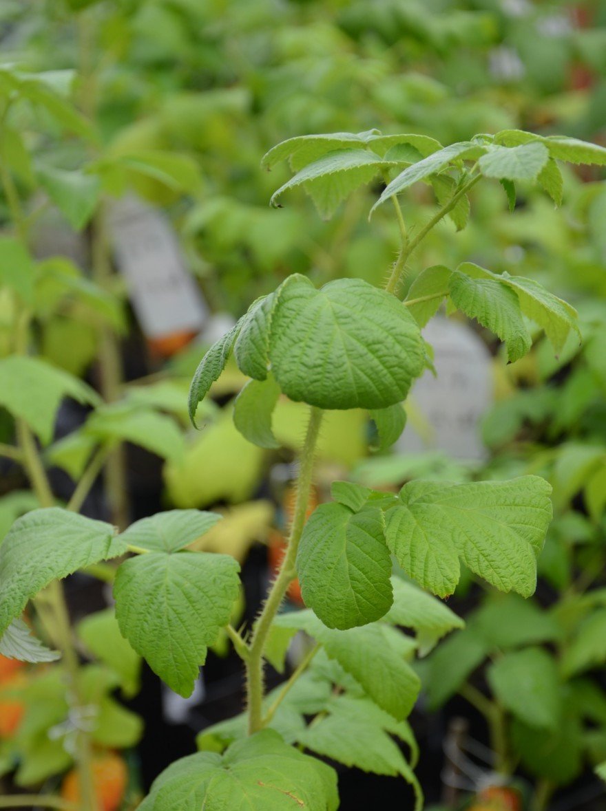 Rubus idaeus ‘Golden Queen‘ (Avietė paprastoji)