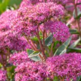 Sedum spectabile ‘Carl’ (šilokas)