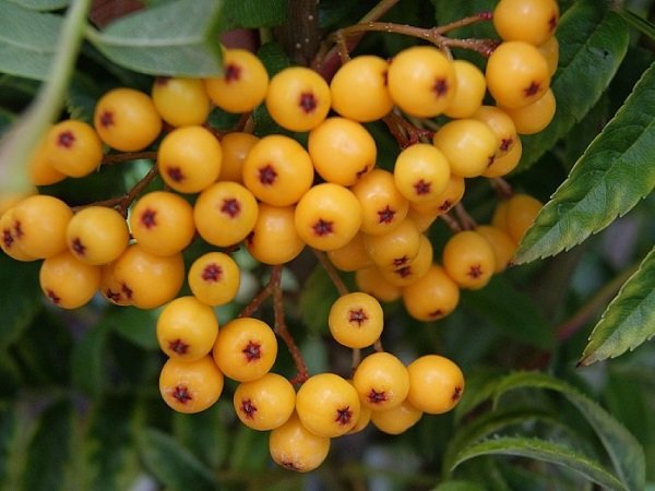Sorbus aucuparia ‘Autumn Spire‘ (Šermukšnis paprastasis)