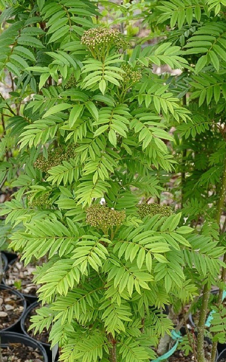 Sorbus aucuparia ‘Autumn Spire‘ (Šermukšnis paprastasis)
