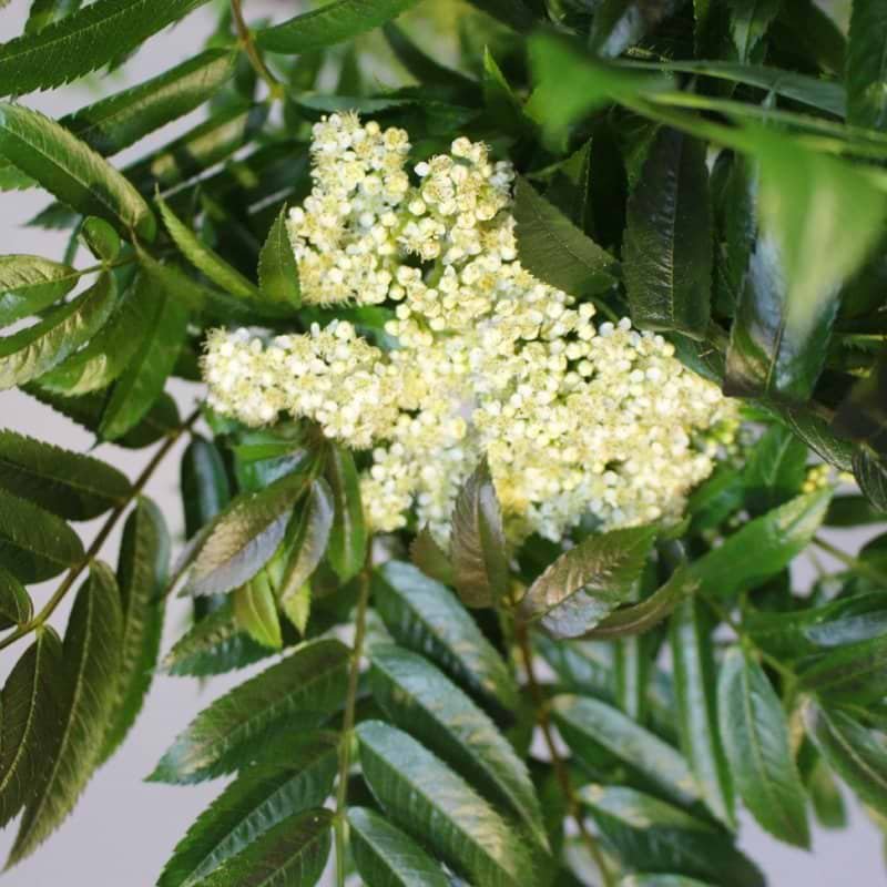 Sorbus aucuparia ‘Autumn Spire‘ (Šermukšnis paprastasis)