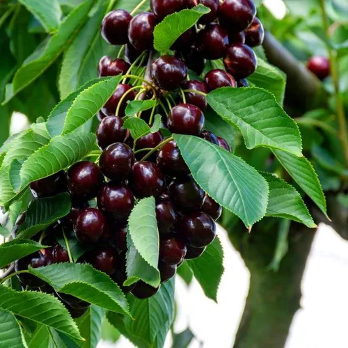 Prunus avium ‘Sunburst’ (Trešnė paprastoji)