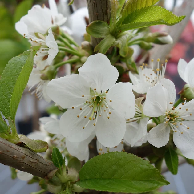 Prunus avium ‘Sweetheart’ (Trešnė paprastoji)