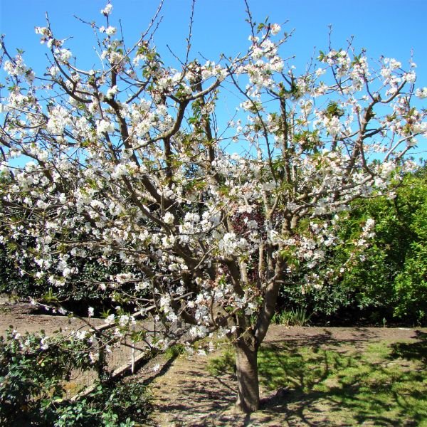 Prunus avium ‘Sunburst’ (Trešnė paprastoji)