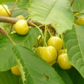 Prunus avium ‘Aleksandrs‘ (Trešnė paprastoji)