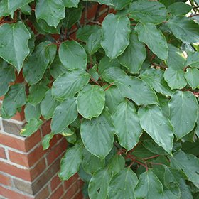 Actinidia arguta ‘Weiki‘ (Aktinidija smailialapė) mot.
