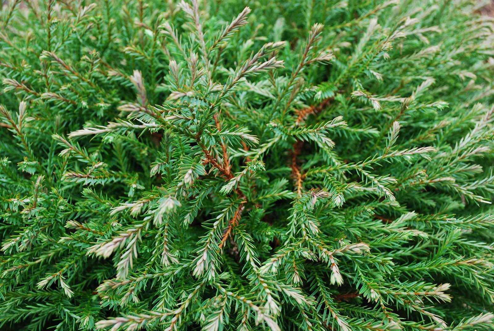 Thuja occidentalis ‘Mr. Bowling Ball‘ (Tuja vakarinė)