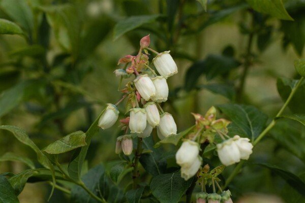 Vaccinium corymbosum ‘Meader‘ (Šilauogė aukštoji)