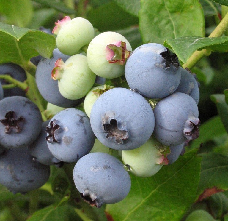 Vaccinium corymbosum ‘Patriot‘ (Šilauogė aukštoji)