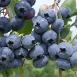 Vaccinium corymbosum ‘Siera‘ (Šilauogė aukštoji)