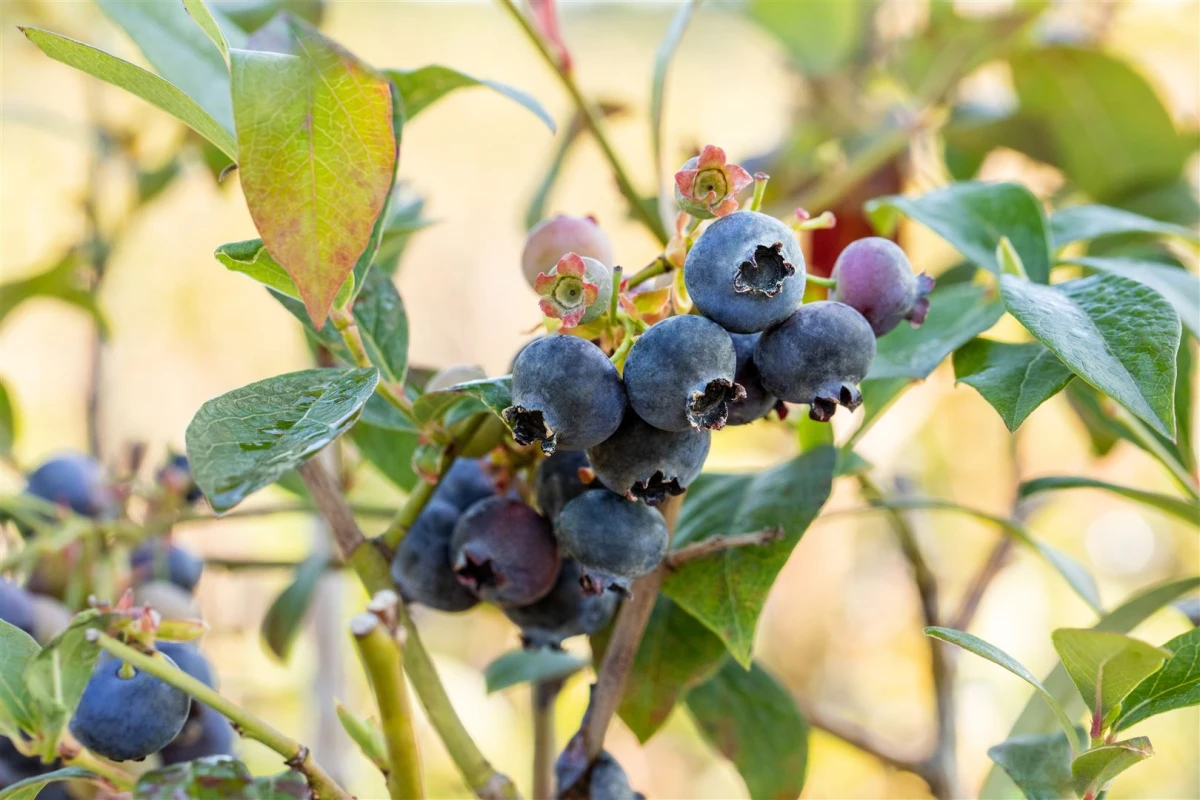 Vaccinium corymbosum ‘Meader‘ (Šilauogė aukštoji)