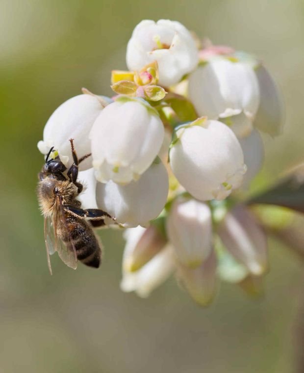 Vaccinium corymbosum ‘Duke‘ (Šilauogė aukštoji)