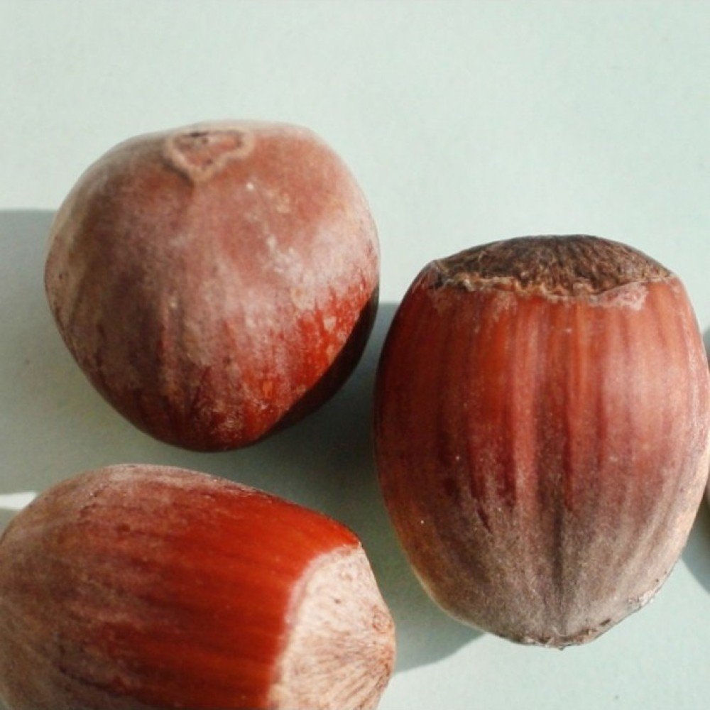 Corylus avellana ‘Varšuvos rubinas’ (Lazdynas paprastasis)