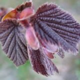 Corylus avellana ‘Varšuvos rubinas’ (Lazdynas paprastasis)