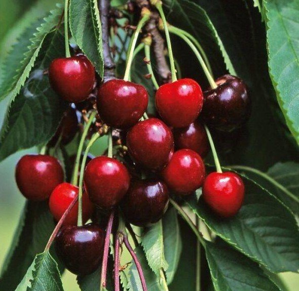 Prunus avium ‘Victoria’