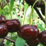 Prunus cerasus ‘Turgenevka‘ (Vyšnia paprastoji)