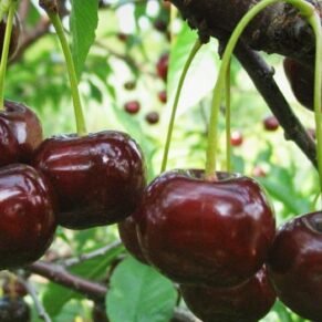 Prunus cerasus ‘Turgenevka‘ (Vyšnia paprastoji)