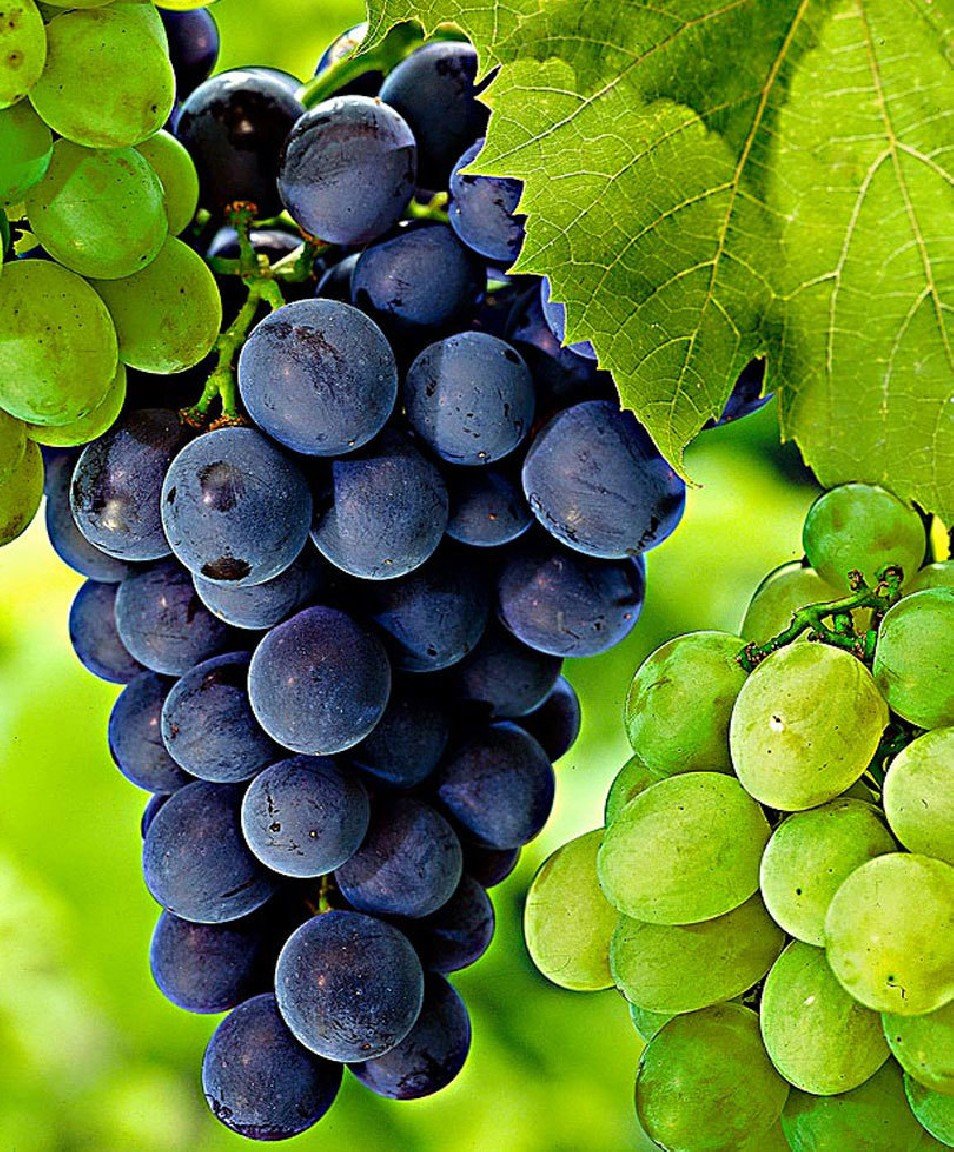 Vitis vinifera ‘Nadiezda Azos’ (Vynmedis tikrasis)