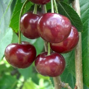 Prunus cerasus ‘Sabina’ (Vyšnia paprastoji)