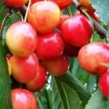 Prunus avium ‘Vytėnų Rožinė‘ (Trešnė paprastoji)