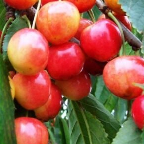 Prunus avium ‘Vytėnų Rožinė‘ (Trešnė paprastoji)