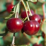 Prunus cerasus ‘Vytėnų žvaigždė‘ (Vyšnia paprastoji)