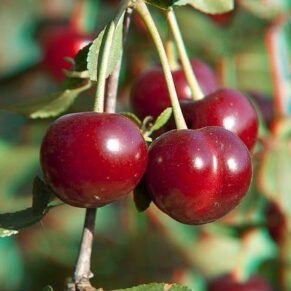 Prunus cerasus ‘Vytėnų žvaigždė‘ (Vyšnia paprastoji)