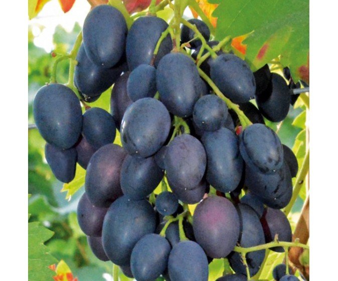 Vitis vinifera ‘Nadiezda Azos’ (Vynmedis tikrasis)
