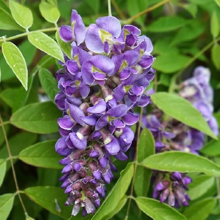 Wisteria frutescens ‘Longwood Purple‘ (Visterija krūminė)