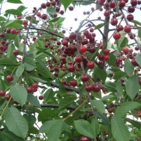Prunus cerasus ‘Žagarvyšnė‘ (Vyšnia paprastoji)