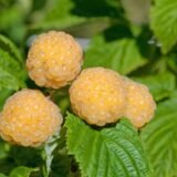 Rubus idaeus ‘Golden Queen‘ (Avietė paprastoji)