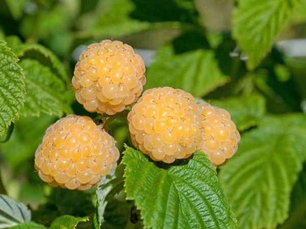 Rubus idaeus ‘Golden Queen‘ (Avietė paprastoji)